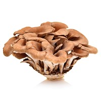 EXTRACTO DE HONGO MAITAKE: Un extracto único que aprovecha la fracción inmunitaria activa del hongo Maitake.
